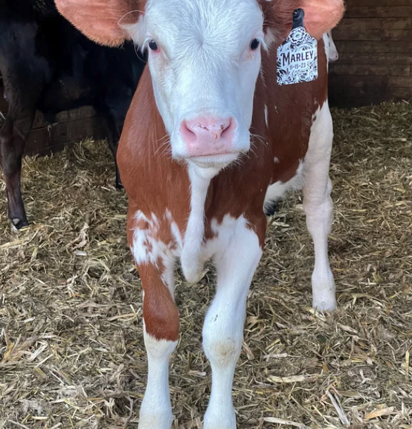 FOR SMALL/MINI/YOUNG CATTLE