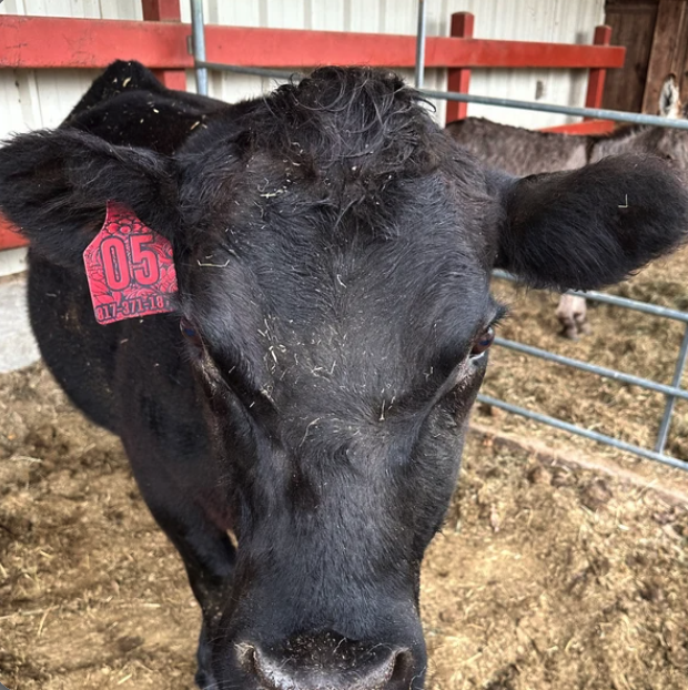 FOR ADULT CATTLE