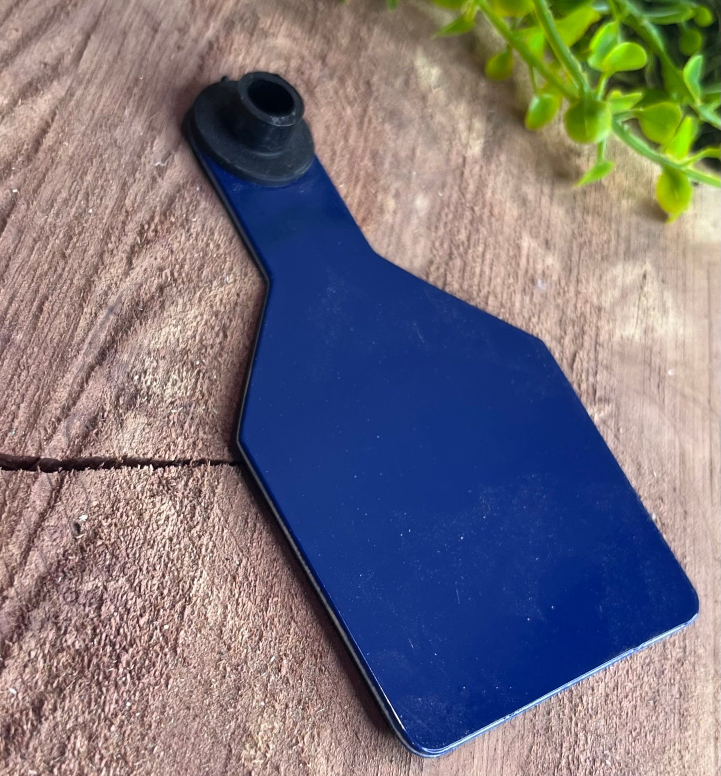 Blue plastic medium cow tag on a wooden surface with greenery in the corner