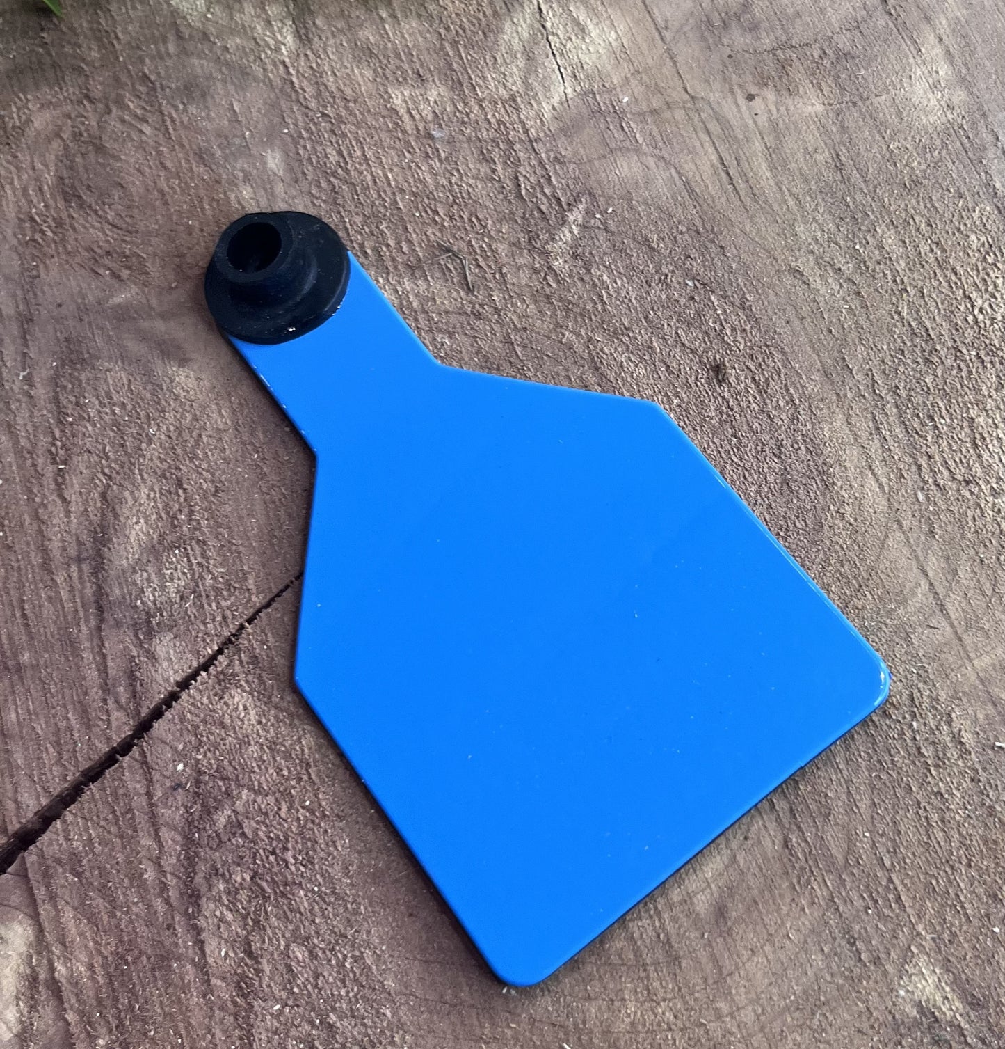 Blue plastic medium cow tag on a wooden surface with greenery in the corner